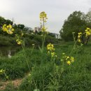 노란꽃