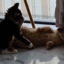 브룩스 캣 카페 이미지