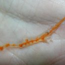 LARVA STAGE 이미지