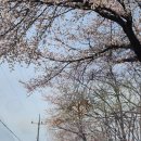 크라운삼겹살 | 🌸 곤지암 벚꽃 캠핑 후기 아버아웃도어 크라운쉘터 세팅하고 봄 감성 제대로 즐긴 1박2일