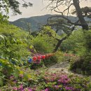 백양산임도 | 부산 백양산 철쭉 애진봉 등산코스 선암사 주차 개화시기