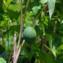 하늘타리 이미지