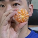 정수열농장 | 반딧불농수산 제주타이벡감귤 택배 후기, 달다 ♬