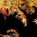 Fall foliage 이미지