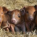 풍요농장 이미지