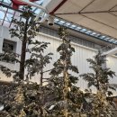 현대2차 | 더현대서울 크리스마스 빌리지 2차예약 성공 아이랑 방문후기