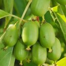 용성농장 이미지