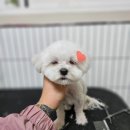 마이핫독 이미지