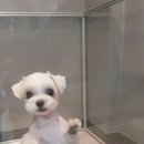 송도멍멍이발소 이미지