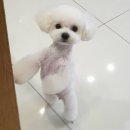 멍멍신도시