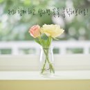 하레베이킹 이미지