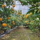 새천년농장 이미지