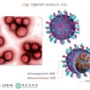 독감(인플루엔자)입원비(1일이상30일한도) 특별약관 이미지