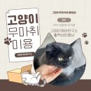 고양이미용연구소 이미지