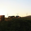 파란하늘목장 이미지