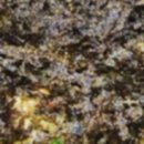 오이소홍게무한리필 이미지