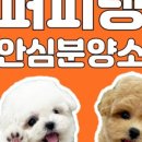 퍼피댕 안심분양소 강아지분양 애견입양 천안아산점 이미지