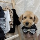 젤리펫살롱 이미지