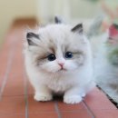 도그플러스 동물병원 이미지