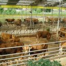 한우사육사 이미지