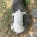 솔지보리