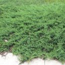 향나무로 이미지