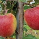 증평군 농업기술센터 이미지