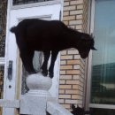 염소왕국 이미지