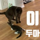 위드애니몰