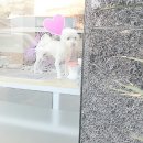 박여진애견미용실 이미지