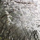 동해 구 삼척개발 사택과 합숙소 | 조용하게 즐길수 있는 벚꽃 명소 7곳