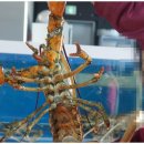 마시안홍도조개구이횟집