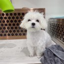 뽀도DOG 이미지