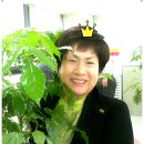 아란비 이미지