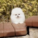 베이비몽 강아지분양 인천청라점 이미지