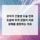 잠실베스트동물병원 수술재활센터 | 강아지 간종양 수술 전후 초음파 추적 관찰이 치료 성패를 결정하는 이유