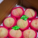 영천 스타농원 | 9.15 일기) 영천스타농원 천하제일도 4kg 공품 복숭아 후기