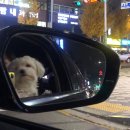 꽃보다개냥 | 부천 심곡동 애견미용 샵 추천 &#34;꽃보다개냥&#34; 단골할거야!