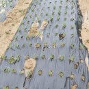 주아농장 이미지