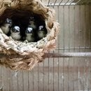 호빈조류새농장 이미지