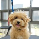 스위프트살롱 이미지