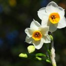 꽃미남 나르시서스(Narcissus) 수선화이야기. 웃는 소나무(두물머리) 이미지