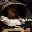 해피 펫 택시 이미지