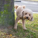 활기찬동물병원 이미지