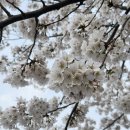 루비켄넬 | 봄입니다 근데 왜 덥죠? 반팔을 입고 다닙니다