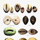 고대1091 이미지