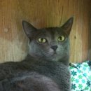 고양이다락방 이미지