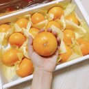 한길올레농장산이 | 제주 천혜향 5kg 맛있는 곳 한길올레농장