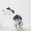 원 반려동물 미용실 | 알레르기 케어 비법 포함 인천 반려동물미용 원반려동물미용실