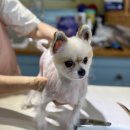 늘 예쁘개 이미지